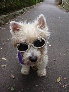 kutya napszemüveg