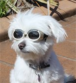 napszemüveg kutyáknak